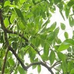 Kapebonavista Ekshira Weaver's Beam Tree Banpalas mokka Schrebera swietenioides flowering plant