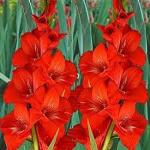 PARYAVARAAN Flower Bulbs| Gladiolus /sword / natal lily Red Bulbs 100% Germination Imported Flower Bulbs For Home Gardening (Pack Of 15 Bulbs)