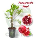 Cloud Farm Thailand Hybrid Red Anar/Pomegranate Fruit Plant, Pack Of 1,SCF_299
