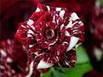 NSKON Abracadabra Bonsai Rose Seed (Pack Of 40)