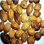Tamransh Kolkata Orchid Online Chebulic Myrobalan Ayurveda Tree Seed, 250 Seeds