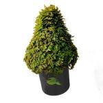 SENECIO MEDIUM READY LIVE PLANT Sanjeevani Booti Pitta Kalu Selaginella Bryopteris Laxman Booti Evergreen Ready Live Plant, Rare Herb Medicinal Good Luck Plant For Home & Office