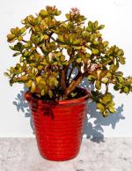 Online Plant Bazar Green Crassula Ovata Good Luck Jade Live Plant-Z5