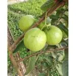 Cloud Farm Guava Healthy Fruit Plants & Tree Bonsai Fruit Plant All Season Fruit Plant Amrud Plant Fruit Tree Outdoor Garden Plant Healthy Plant with Polybag(Pack Of 1),CF_N136