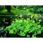 Ashokavanam Clover Fern Indoor Plant (Marsilea macropoda)