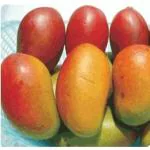 Exotica Orchids Pusa Lalima Mango Plant-Grafted