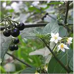 Baishnab ZZ PlantBaijantimala PlantSaraswati Gardens Live Kali Makoi - Solanum Nigrum Herbal 1 Healthy Live Plant With Plastic Bag