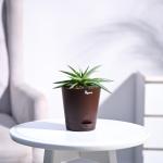 UGAOO Haworthia Limifolia var. Ubomboensis Succulent Live Plant with Pot