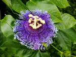 Online Plant Bazar Purple Passion Flower Krishna Kamal Flower Live Plant