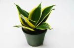 PARYAVARAAN Sansevieria Snake Plant Lotus Green Live Indoor Plant With Pot For Home Gardening