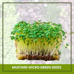 Farmgokart 3000 Nos of MUSTARD Microgreen Seeds | Best Suitable For Terrace And Home Gardening