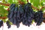 Corofitam Grapes PlantAngur PlantGrape Plant Moon Drops Black Seedless Grape plant 1 Healthy Vine Cuttingt Plant