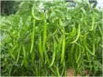 Tamransh Arlo Vegetable Seeds Giant Sized Indian Green Chilli Seed, 30