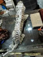 HINDUSTAN HEALTH & WELLNESS SOLUTION Tiger Sculpture Statue, Tiger Statue for Home & Office Decoration, (Silver)