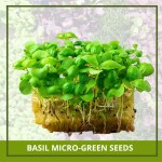 Farmgokart 500 Nos of BASIL GREEN Microgreen Seeds | Best Suitable For Terrace And Home Gardening