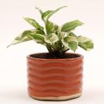Ferns N Petals White Pothos Plant In Ceramic Pot 3X4.5 inch