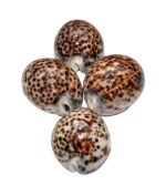 BOVZEN TIGER COWRIE SET OF 4