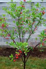 Heaven Of Saplings Cherry Fruit Plant (Pack of 1)