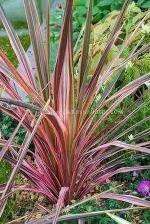 Cloud Farm Hybrid Cordyline Plant - 200 mm
