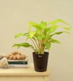 UGAOO Philodendron Ceylon Plant With Self Watering Pot