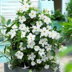 Online Plant Bazar White Mandivilla Flower Live Plant