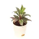 UGAOO Cordyline Fruticosa Natural Live Indoor Plant with Pot