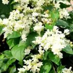Hug A Plant | Manimulla (Porana Paniculata) Flowering/Ornamental Live Plant (Home & Garden)