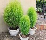 PARYAVARAAN Kochia Seeds Grass Seeds for Borders Flaming Green Color Kochia Grass Seeds for Borders 50 Seeds Kitchen Garden Seeds Pack