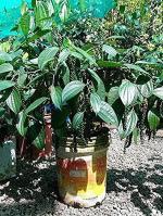 Baishnab Black Pepper PlantGolmorich PlantRedwingz Black Pepper/ Gol Morich/ Kali Mirch Live Plant- 2 feet