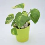 Cloud Farm Hybrid Money Plant - 200 mm 001851