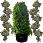 SENECIO Set of 10 Dry Plant Sanjeevani Booti - Pitta Kalu - Selaginella Bryopteris - Laxman Booti Evergreen Live Dry Mrit Plant, Rare Herb Medicinal Good Luck Plant For Home