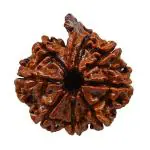Feel Touch Mart 8 Mukhi Pure Original Nepal Ganesh Rudraksha by Lab Certified