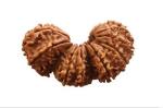 Feel Touch Mart Trijuti Rudraksha Original Certified Nepali Tribhagi Rudraksha Naturally Joined Bead Gauri Path A1 Pendant Best Holy Auspicious Blessed Brahma Vishnu Mahesh