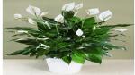 Corofitam Peace Lily Plant PlantsPoint_872