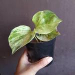 Cloud Farm Hybrid Money Plant - 200 mm CF154