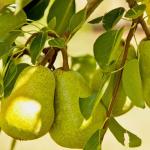Platone Pear PlantNaspati PlantNaspati / Nashpati Pear Tasty & Healthy Fruit Live Plant
