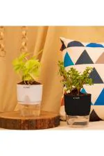 Kyari White and Black Golden Money Plant and Jade Plant with Self Watering Pot 10 x 10 x 20cm (Pack of 2)