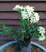 Cloud Farm Hybrid Murraya Paniculata Plant - 200 mm CF200071111