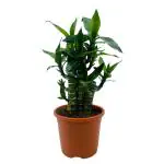 Hug A Plant Lotus Bamboo / Lucky Bamboo - Live Plant (Home & Garden)