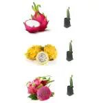 Cloud Farm Combo pack of 3 Rare Two Pink Variety & One Yellow skin White Flesh Dragon Fruit,CF_N118