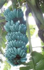 Cloud Farm Hybrid Blue Java Banana Plant - 200 mm CF_A38