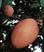 Cloud Farm Hybrid Grafted Thai Chiku Healthy Plant [CF55]