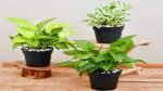 The Entacloo Money Plant Pack Of 3 Money Plant With Pot ( White Money Plant + Golden Money Plant + Money Plant )