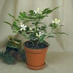 Dream mall Jati Pushpa Aromatic Evergreen Flowering Plants