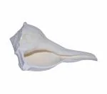 Real Seed White Original Valampuri Sangu