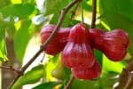 Cloud Farm Hybrid Thai Red Jamun Plant - 200 mm
