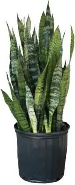 Cloud Farm Hybrid Snake Plant - 200 mm CF0003911