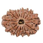 Feel Touch Mart Amazing & Pure 14 Mukhi Rudraksha Original Certified Nepali Bead