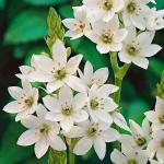 PARYAVARAAN Bulbs Ornithogalum Flower Bulbs For Home Garrdening (pack of 15 Bulbs)