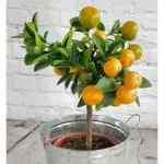 Cloud Farm Rare Bush Orange Dwarf Orange fruit Healthy Layering Plant (1-1.5 Ft Size) CF_1288